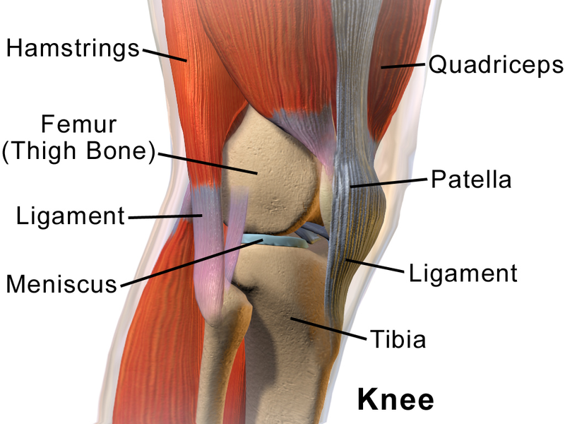 Knee joint chart