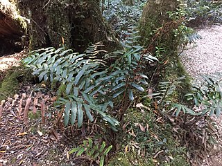 <i>Blechnum wattsii</i> species of plant