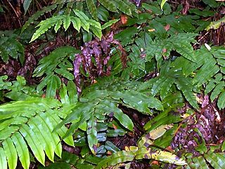 <i>Parablechnum wattsii</i> Species of plant