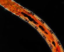 Chironomid "bloodworm" larva showing the characteristic red color, about 40x magnification: The head is towards the upper left, just out of view. Bloodworm.jpg