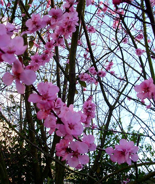 File:Blossoms 10.JPG