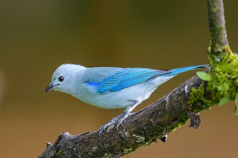 File:Blue-gray Tanager (45494712395).jpg