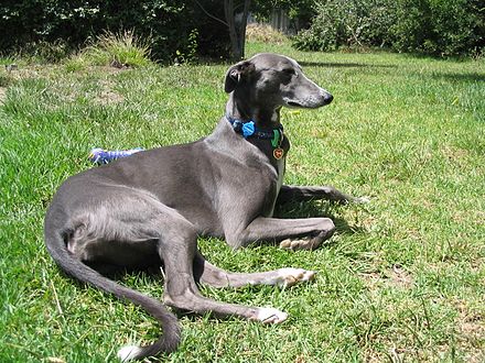 A blue female greyhound