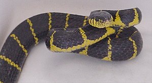 Mangrove night tree snake (Boiga dendrophila)