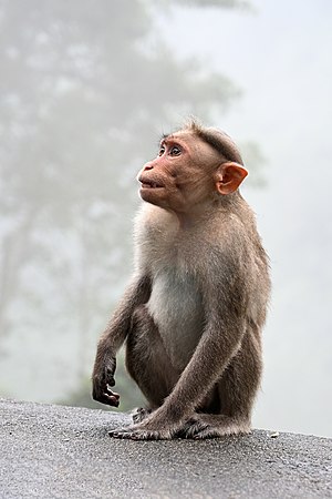 Bonnet Macaque