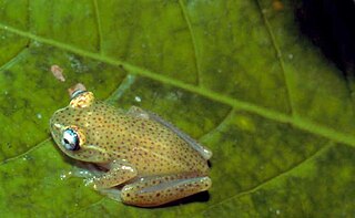 <i>Boophis tasymena</i> Species of amphibian