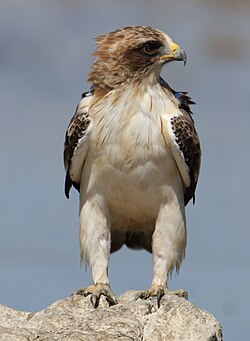 Booted eagle, Hieraaetus pennatus, a Kgalagadi Transfrontier Pa (32334023348).jpg