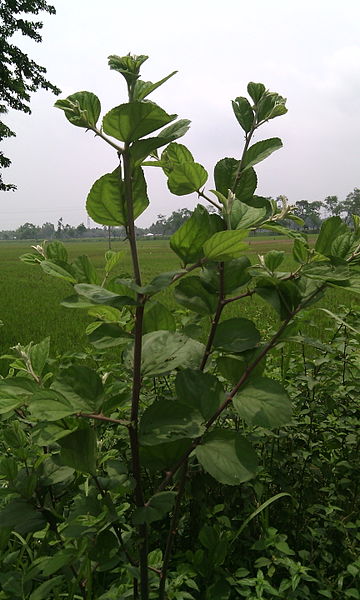 File:Borai tree.jpg