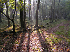 Het bos van Hooghalen in de herfst