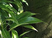 Brachychiton Rupestris, Queensland Bottle Tree – Plant Material