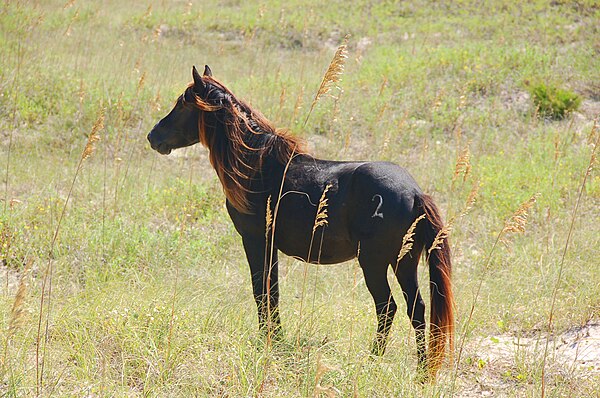 Feral horse on Shackleford