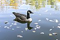 * Nomination Canada goose (Branta canadensis). --Lystopad 16:50, 15 November 2018 (UTC) * Promotion  Support Good quality. --Vengolis 01:32, 16 November 2018 (UTC)