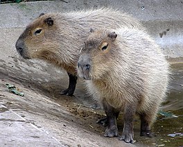In pear kapibara's yn 'e Bristol Zoo.