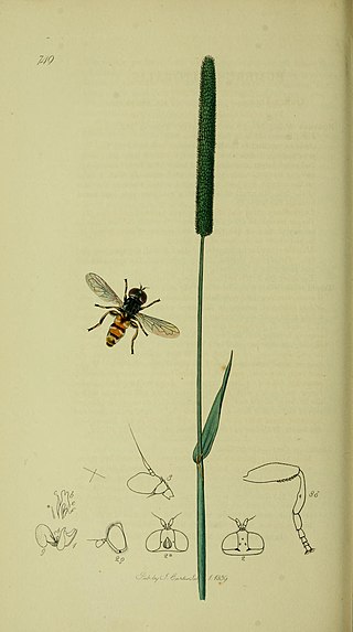 <i>Eumerus sabulonum</i> Species of fly