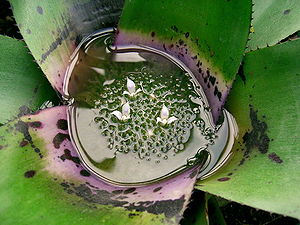 Neoregelia concentrica var. Plutonis