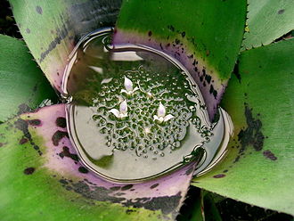 Bromeliad tank formed by Neoregelia concentrica var. plutonis Bromelie.jpg