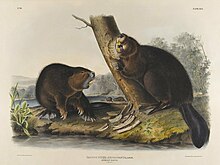 Brooklyn Museum - American Beaver - John J. Audubon Brooklyn Museum - American Beaver - John J. Audubon.jpg