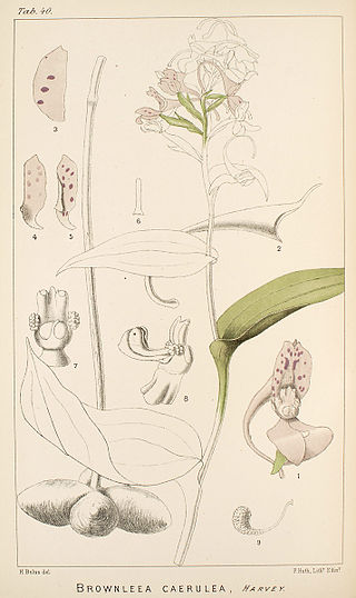 <i>Brownleea</i> Genus of flowering plants belonging to the orchid family