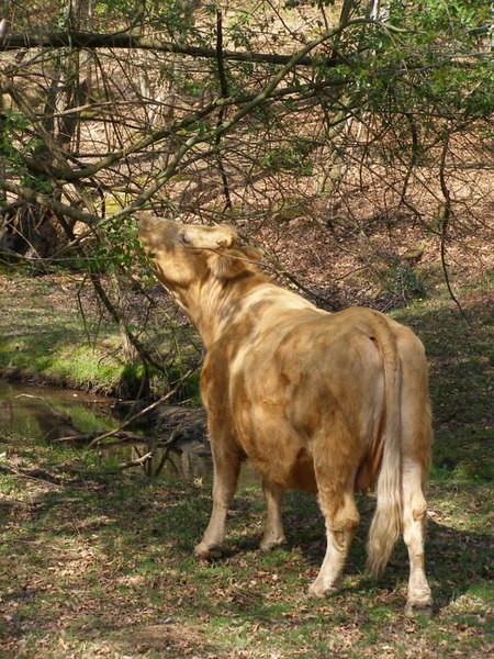 File:Browsing cow, Dilton, New Forest - geograph.org.uk - 427201.jpg