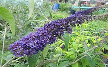 Buddleja modré oči.jpg