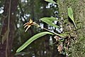 Bulbophyllum omerandrum