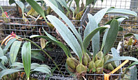 Bulbophyllum pseudopicturatum, Serres d'Auteuil, Paris, France