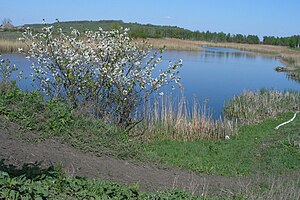 Річка Борова у Булгаківці