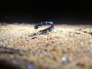 <i>Buthoscorpio</i> Genus of scorpions