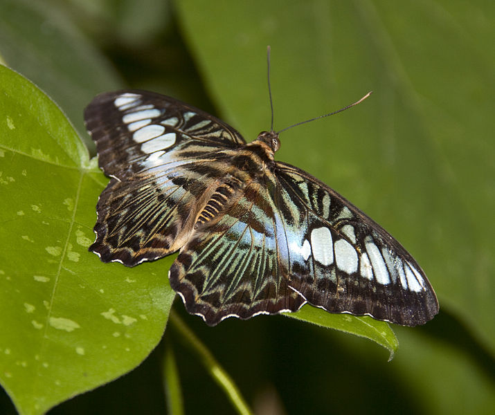 File:Butterfly 4 (4866602003).jpg