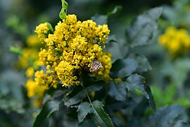 Butterfly on plant in the the Kórnik Arboretum, Poland