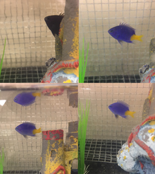 Various C. parasema colorations within the span of a few minutes. The dark coloration in the image at top left is an indication of stress, caused by the lights being turned on. The color gradually changed to light blue as the damselfish adjusted. C parasema chromatophores.png