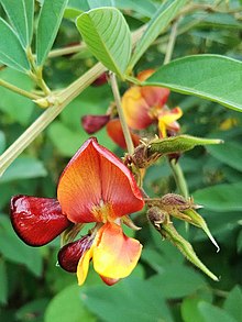 Pigeon pea seeds (Cajanus cajan)