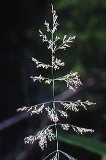 <i>Calamagrostis canadensis</i>