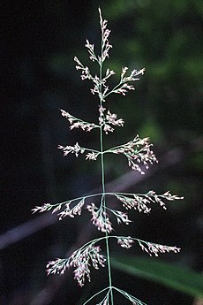 Calamagrostis-canadensis1we.jpg