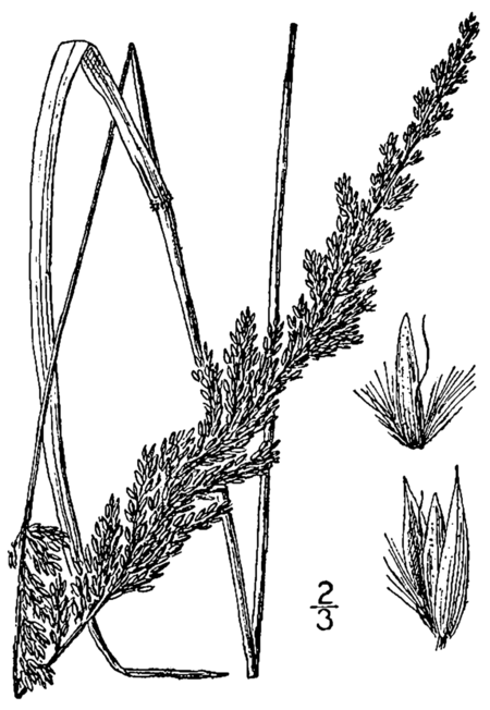 Calamagrostis_perplexa