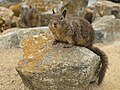 * Nomination California Ground Squirrel (Spermophilus beecheyi) --Dllu 04:16, 21 July 2024 (UTC) * Promotion  Support Good quality. --XRay 04:51, 21 July 2024 (UTC)