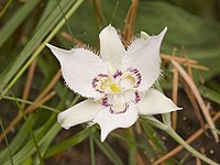 Calochortus lyallii