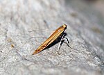 Thumbnail for File:Caloptilia rufipennella - Flickr - Bennyboymothman (2).jpg