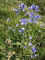 Campanula rhomboidalis