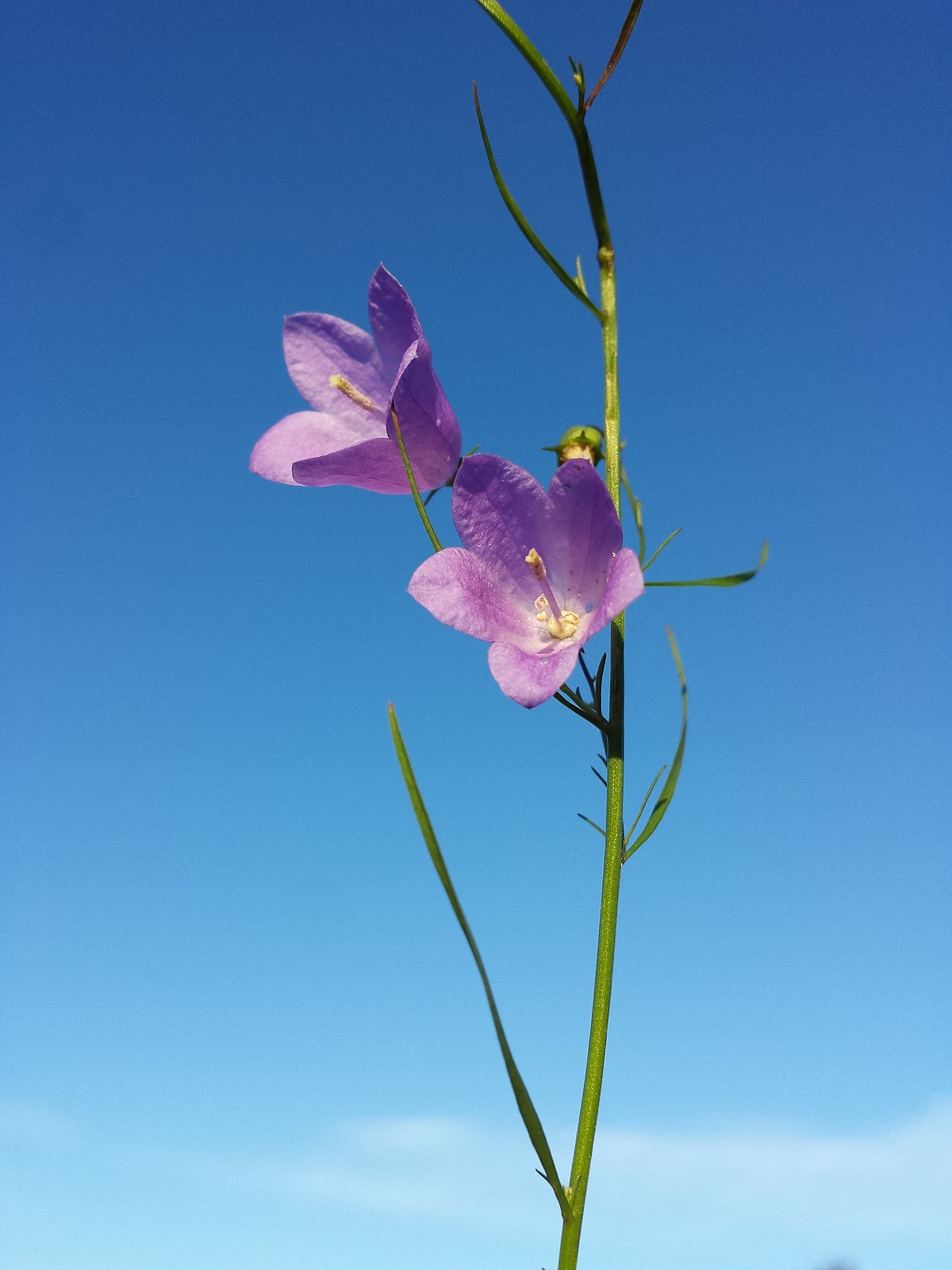 Campanula rotundifolia