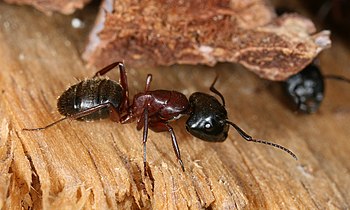 Description: This image shows a Carpenter ant ...
