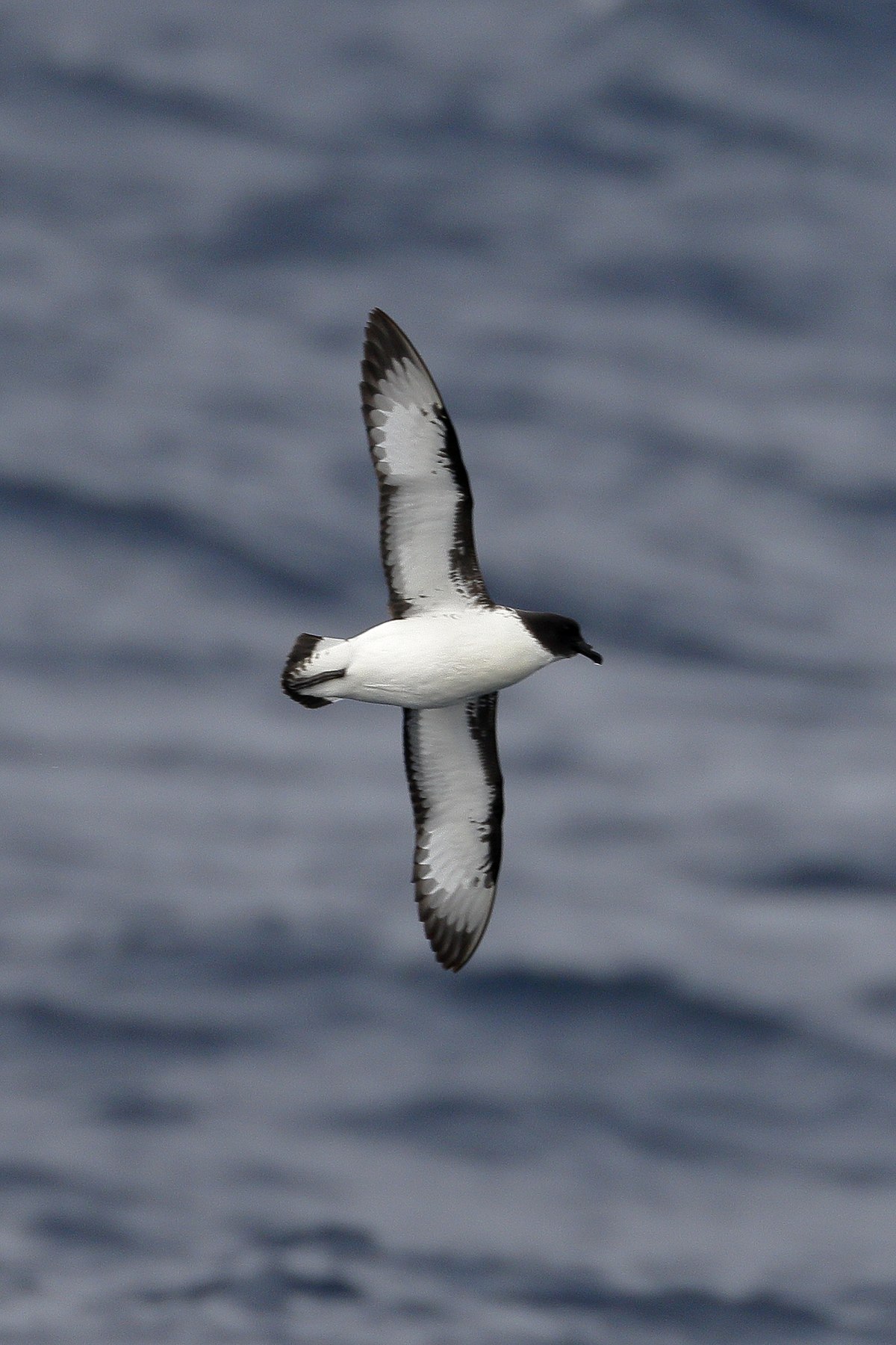 Magicxmia. Giant Petrel attacking Penguin.