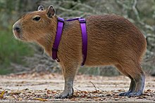 Capybara - Wikipedia