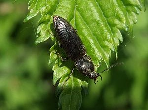 Cardiophorus asellus