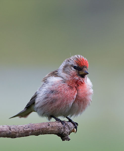 File:Carduelis cabaret -Lochwinnoch, Renfrewshire, Scotland -male-8.jpg