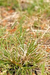 Carex Pilulifera