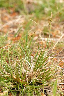 Carex.pilulifera2.-.lindsey.jpg