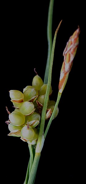 File:Carex aurea 15-p.bot-carex.aurea-2.jpg