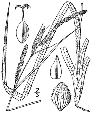 <i>Carex virescens</i> Species of sedge in the family Cyperaceae