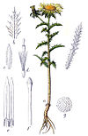Carlina vulgaris Sturm18.jpg